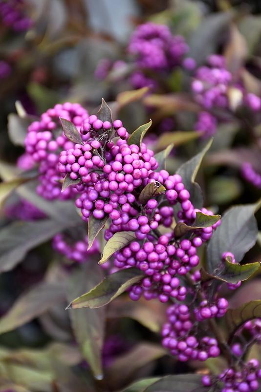 Callicarpa Dichotoma Pearl Glam - View 17 from www redcrocus com