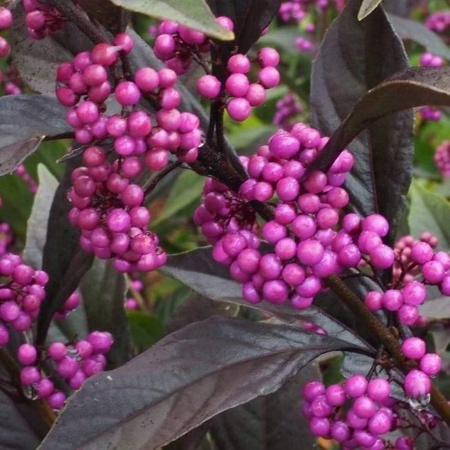 Callicarpa Dichotoma Pearl Glam - View 18 from www redcrocus com