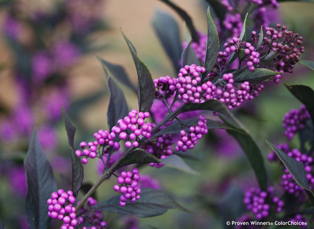 Callicarpa Dichotoma Pearl Glam - View 1 from www redcrocus com