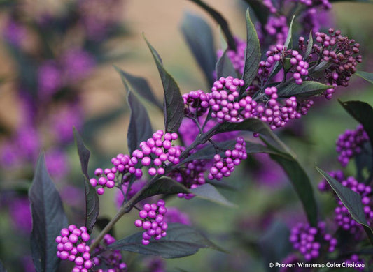 Callicarpa Dichotoma Pearl Glam - View 1 from www redcrocus com