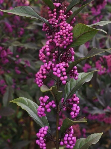 Callicarpa Dichotoma Pearl Glam - View 2 from www redcrocus com