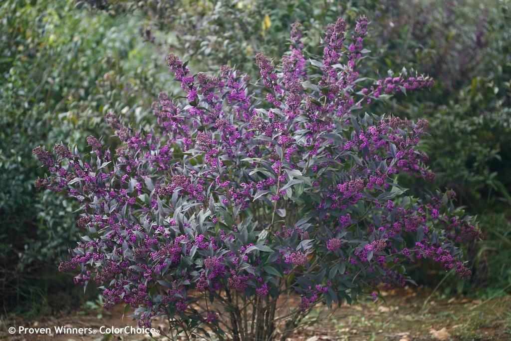 Callicarpa Dichotoma Pearl Glam - View 3 from www redcrocus com