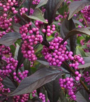 Callicarpa Dichotoma Pearl Glam - View 5 from www redcrocus com