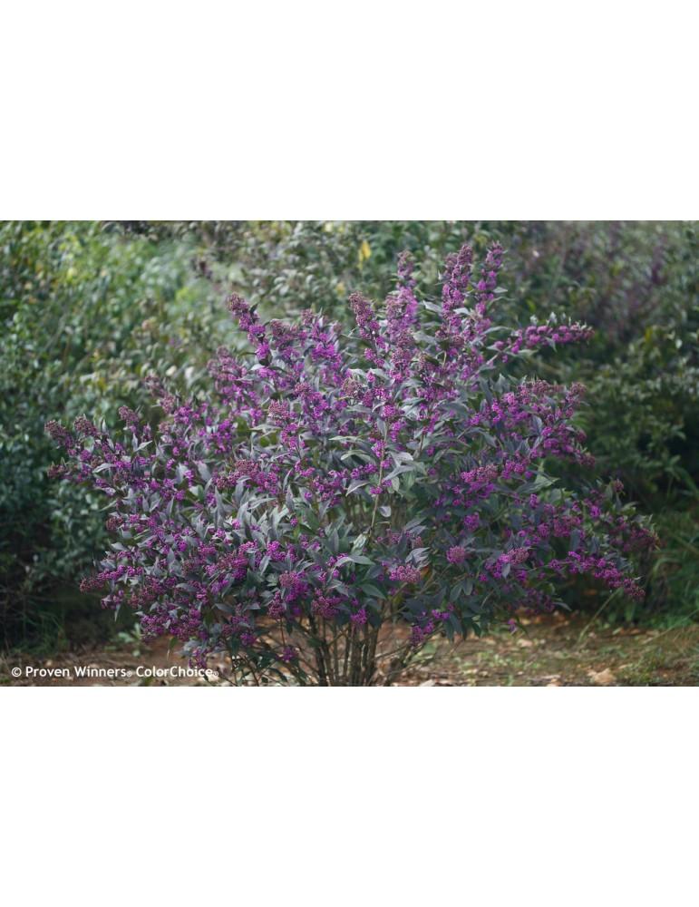 Callicarpa Dichotoma Pearl Glam - View 7 from www redcrocus com