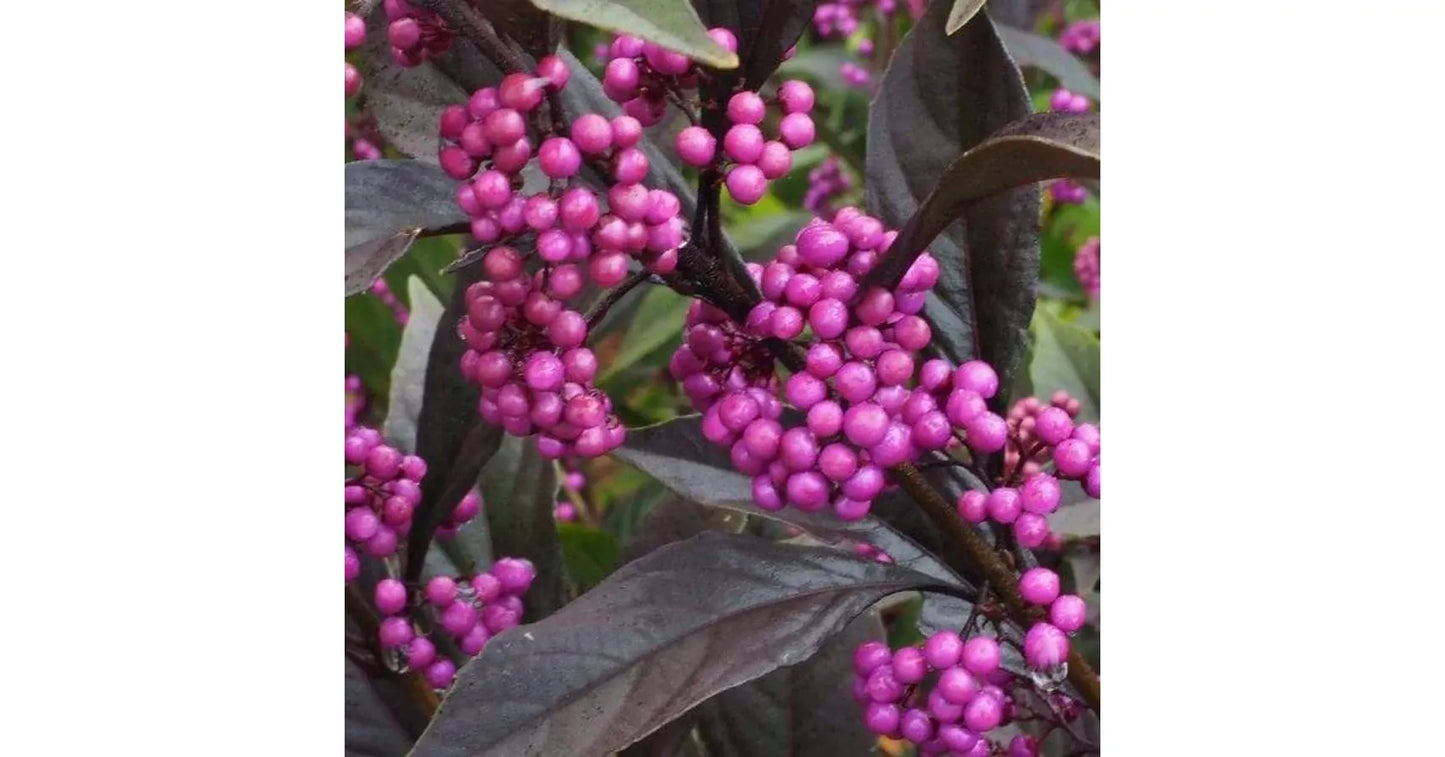 Callicarpa Dichotoma Pearl Glam - View 7 from www redcrocus com