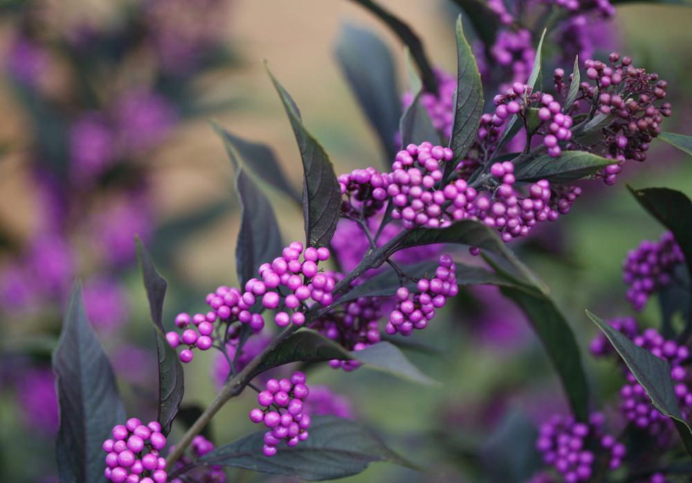 Callicarpa Dichotoma Pearl Glam - View 8 from www redcrocus com