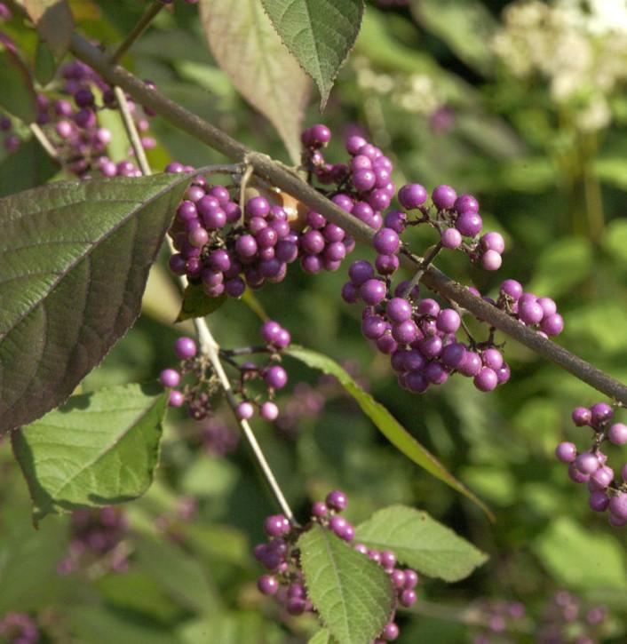 Callicarpa Dichotoma Pearl Glam - View 9 from www redcrocus com