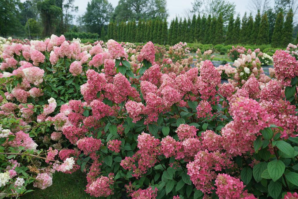 Hydrangea Paniculata Firelight - View 11 from www redcrocus com