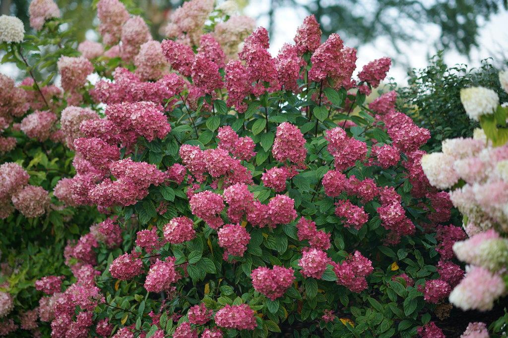 Hydrangea Paniculata Firelight - View 12 from www redcrocus com