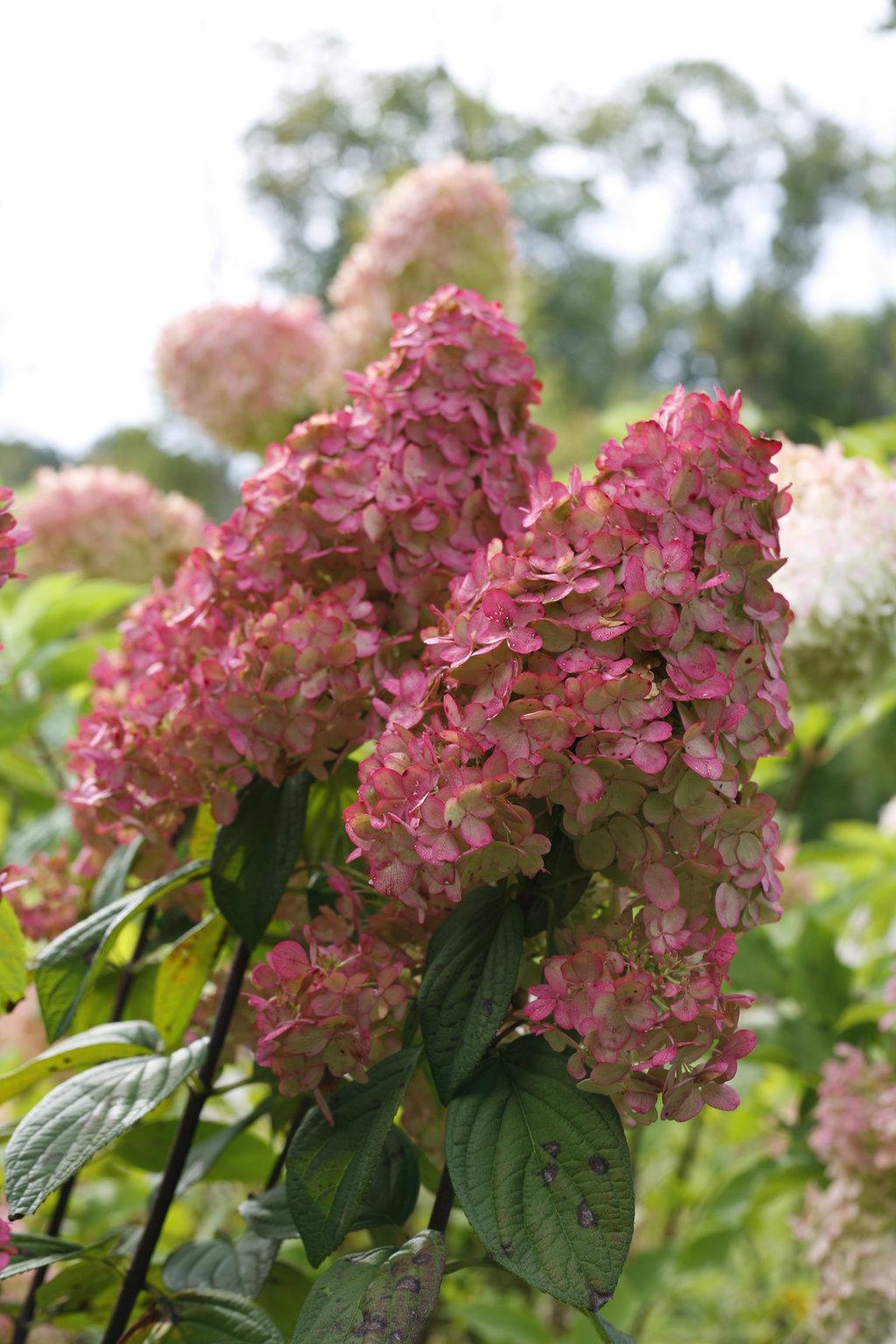 Hydrangea Paniculata Firelight - View 13 from www redcrocus com