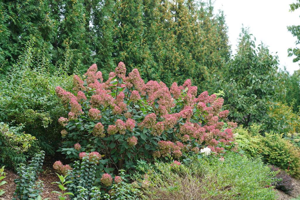 Hydrangea Paniculata Firelight - View 16 from www redcrocus com