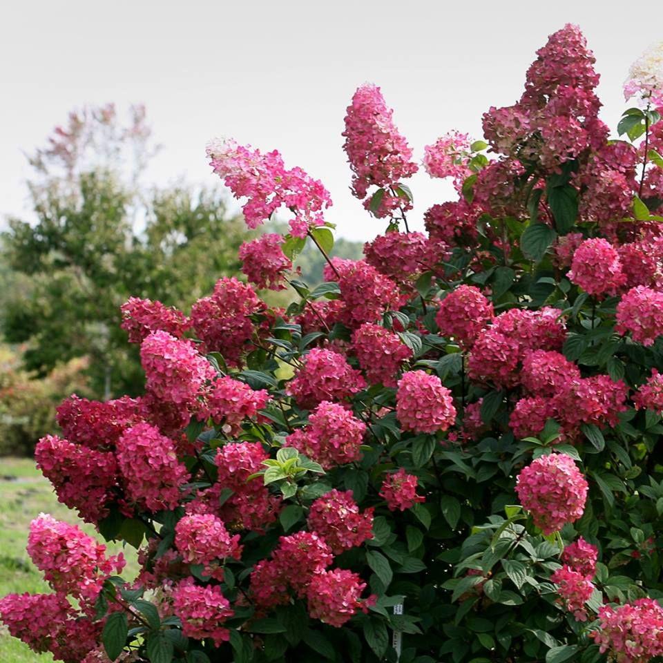 Hydrangea Paniculata Firelight - View 19 from www redcrocus com