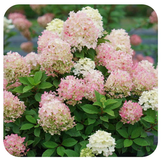 Hydrangea Paniculata Firelight - View 1 from www redcrocus com