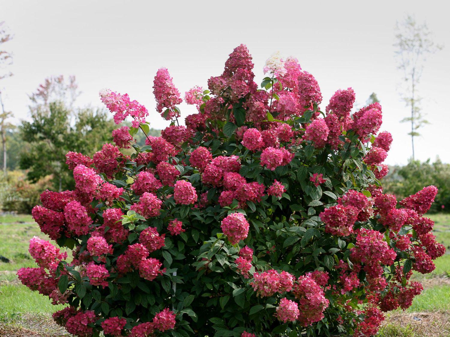 Hydrangea Paniculata Firelight - View 2 from www redcrocus com