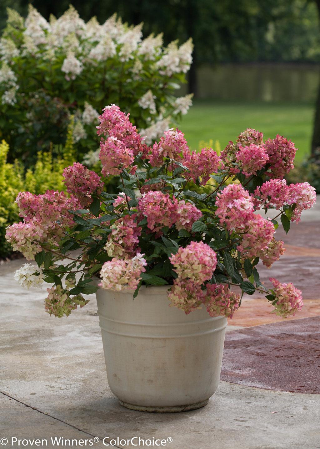 Hydrangea Paniculata Firelight - View 6 from www redcrocus com