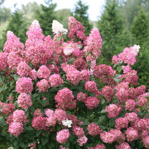 Hydrangea Paniculata Firelight - View 7 from www redcrocus com