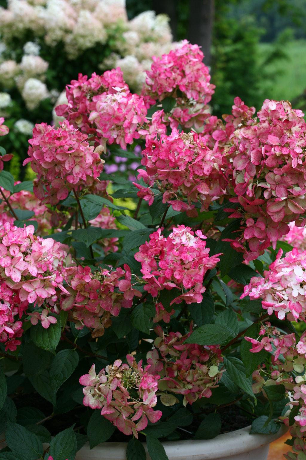 Hydrangea Paniculata Firelight - View 9 from www redcrocus com