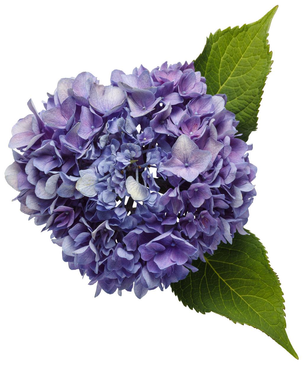 Hydrangea Macrophylla Let S Dance Rhythmic Blue - View 13 from www redcrocus com
