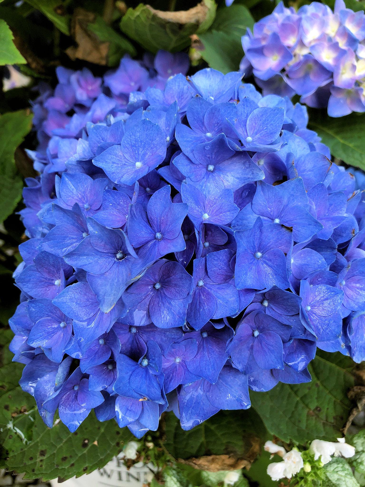 Hydrangea Macrophylla Let S Dance Rhythmic Blue - View 18 from www redcrocus com