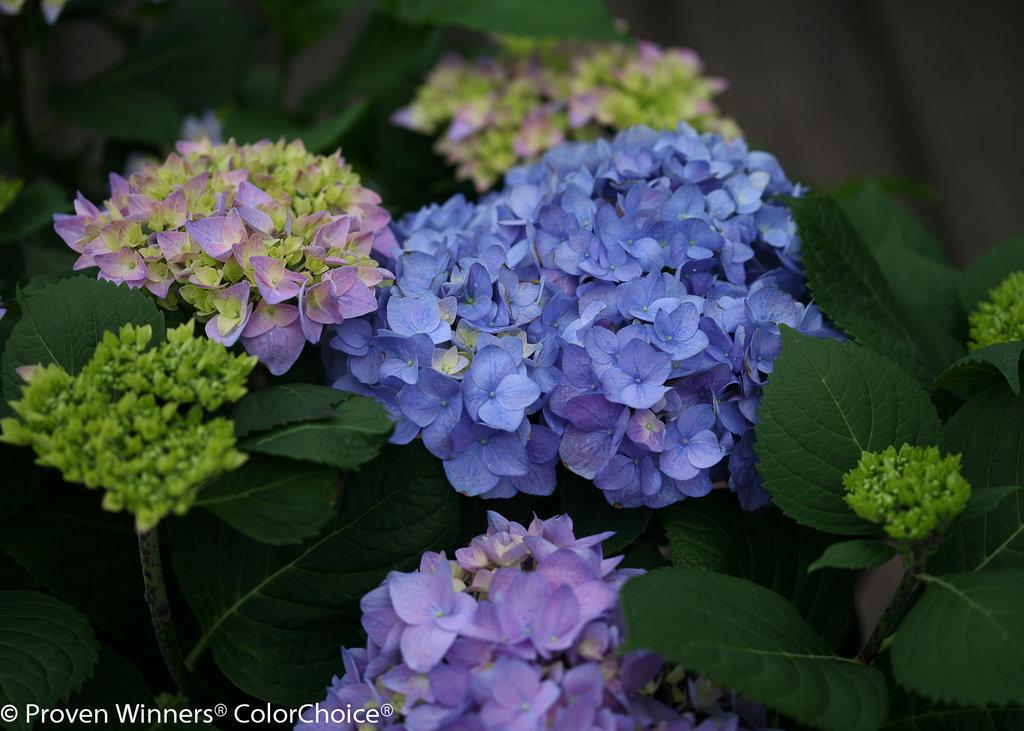 Hydrangea Macrophylla Let S Dance Rhythmic Blue - View 2 from www redcrocus com