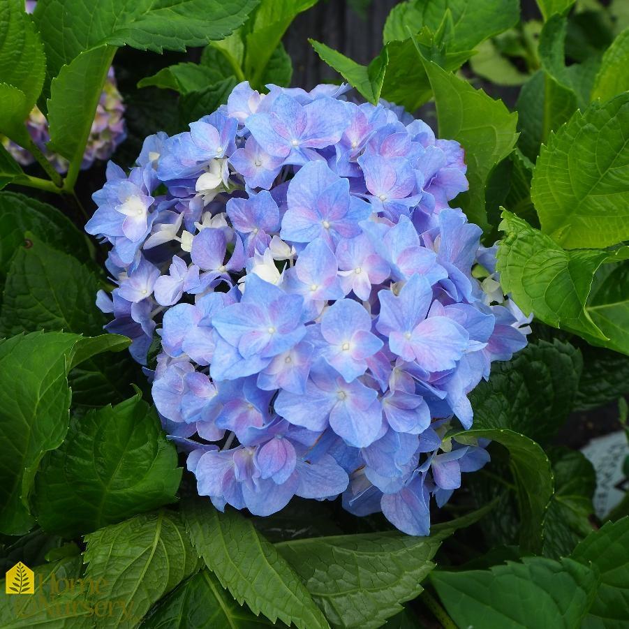 Hydrangea Macrophylla Let S Dance Rhythmic Blue - View 4 from www redcrocus com