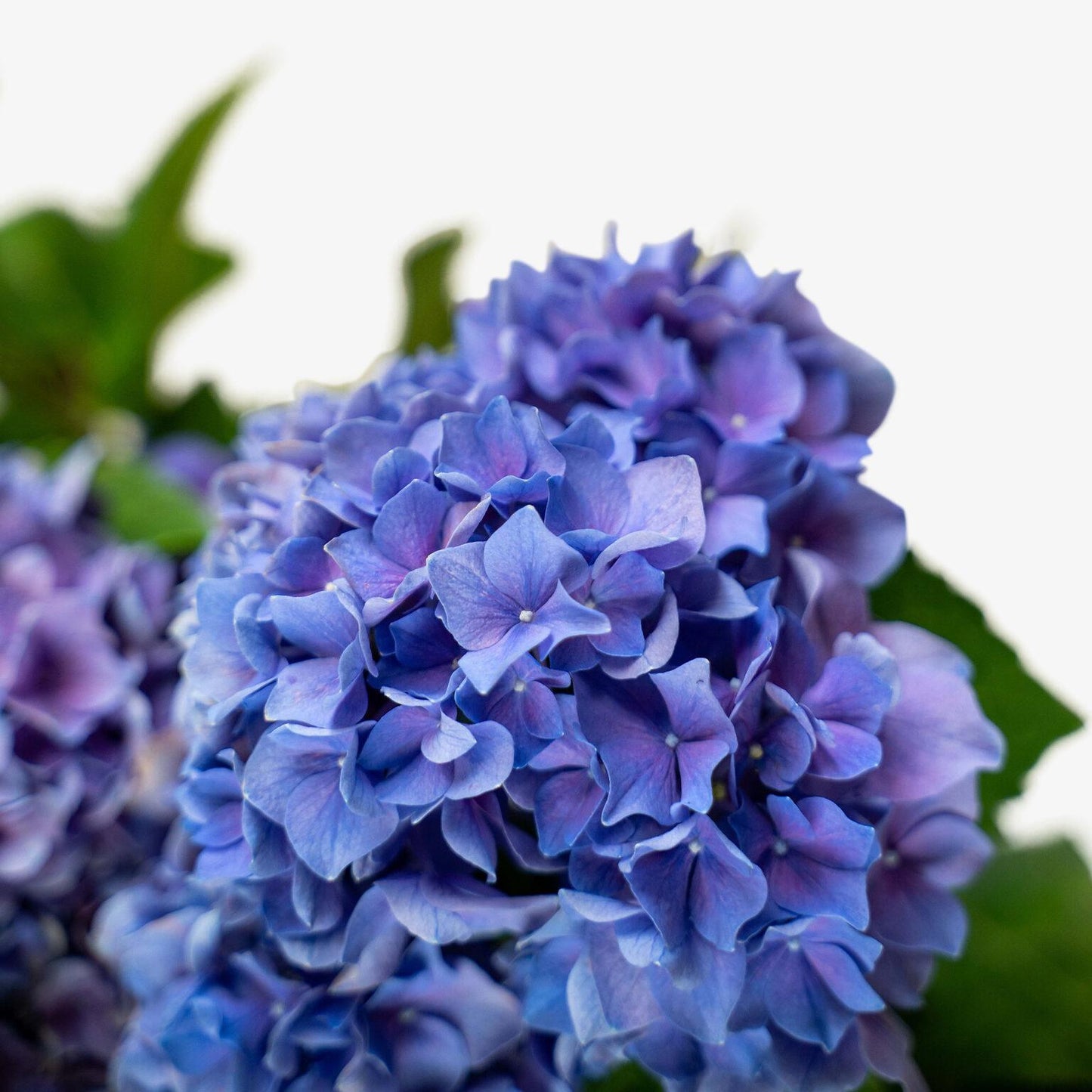 Hydrangea Macrophylla Let S Dance Rhythmic Blue - View 5 from www redcrocus com