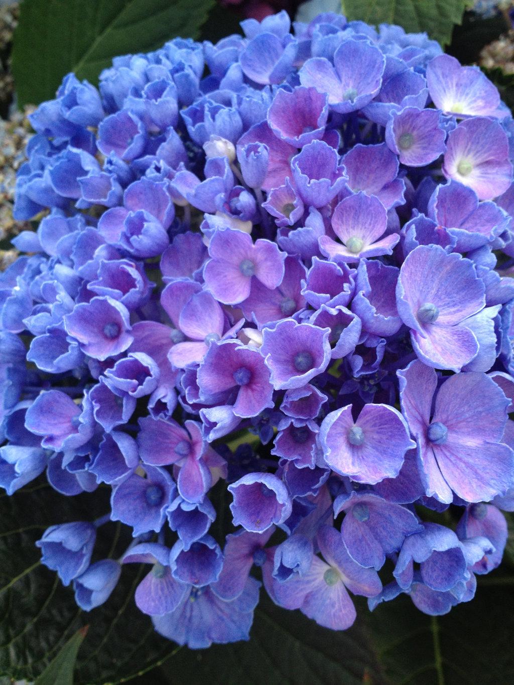 Hydrangea Macrophylla Let S Dance Rhythmic Blue - View 6 from www redcrocus com