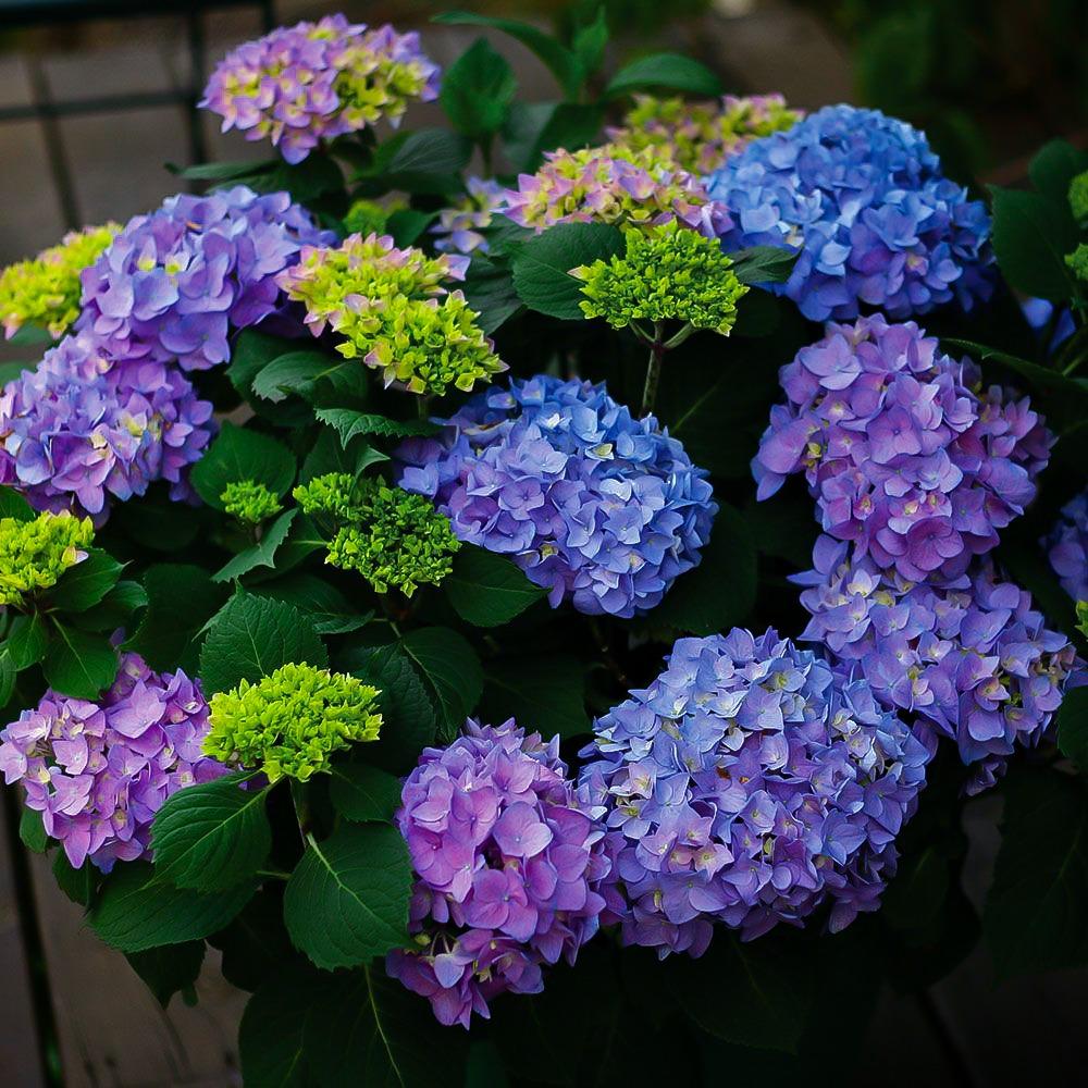 Hydrangea Macrophylla Let S Dance Rhythmic Blue - View 9 from www redcrocus com