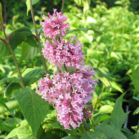Syringa Prestoniae Miss Canada - View 10 from www redcrocus com