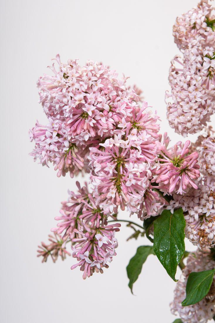 Syringa Prestoniae Miss Canada - View 12 from www redcrocus com