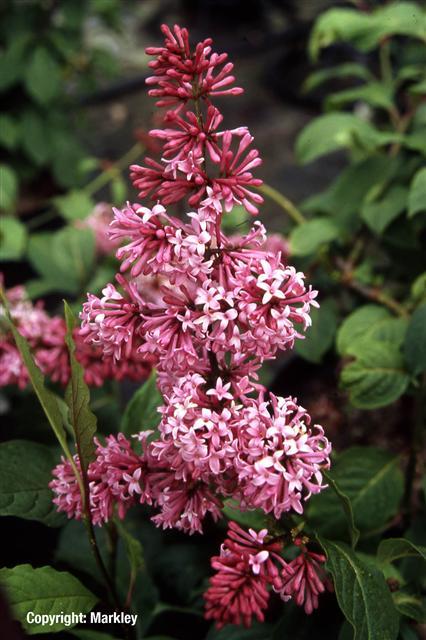 Syringa Prestoniae Miss Canada - View 15 from www redcrocus com
