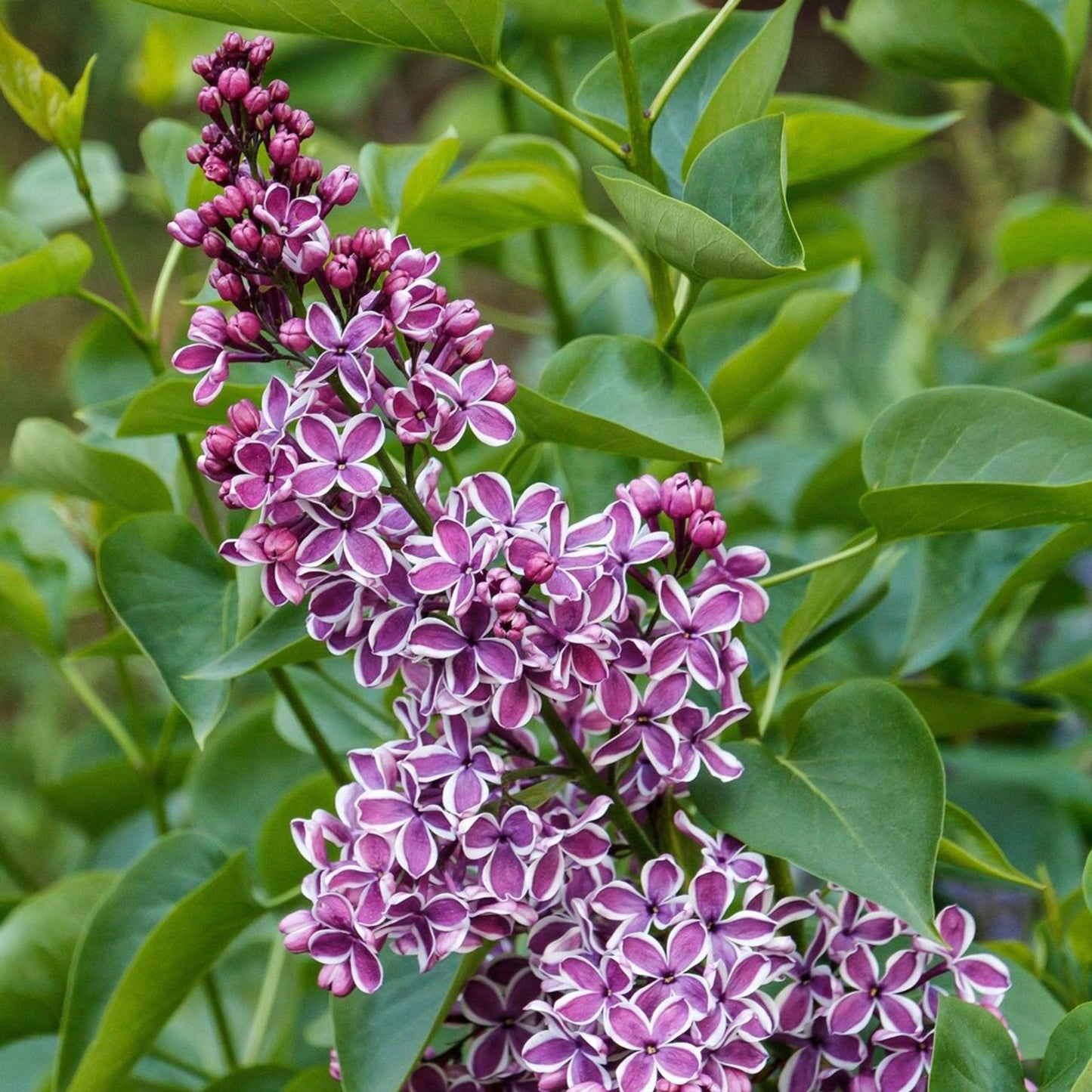 Syringa Prestoniae Miss Canada - View 16 from www redcrocus com