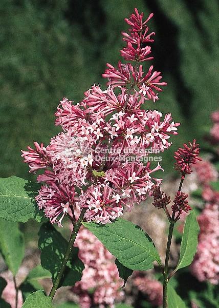 Syringa Prestoniae Miss Canada - View 17 from www redcrocus com