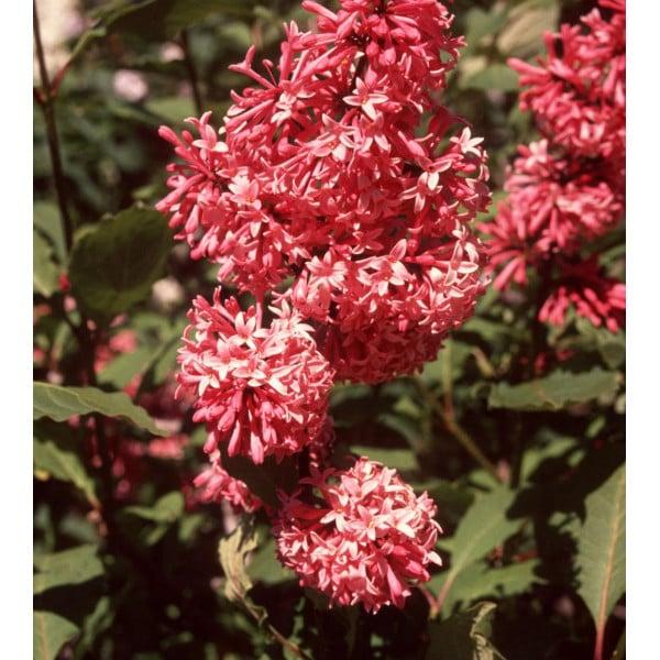 Syringa Prestoniae Miss Canada - View 18 from www redcrocus com