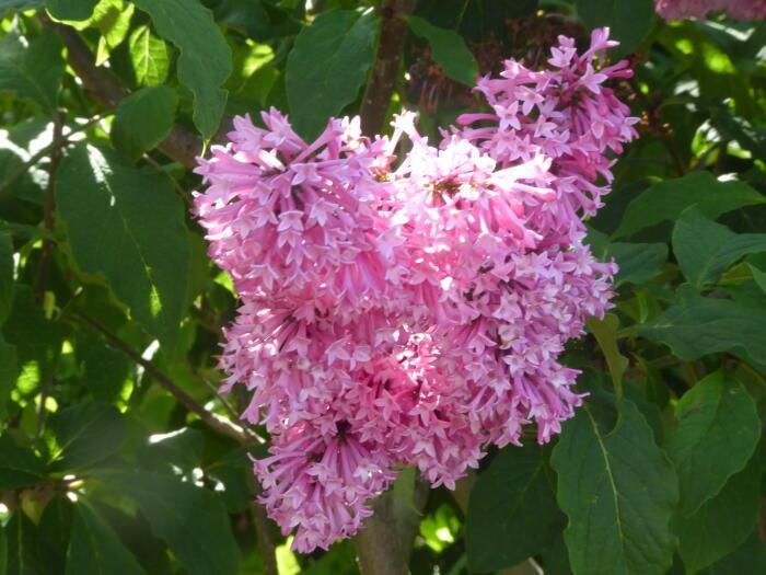 Syringa Prestoniae Miss Canada - View 19 from www redcrocus com