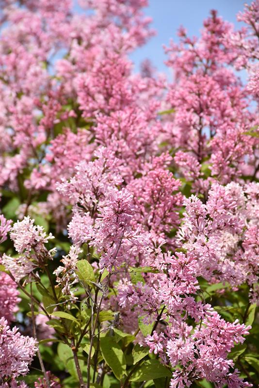 Syringa Prestoniae Miss Canada - View 2 from www redcrocus com