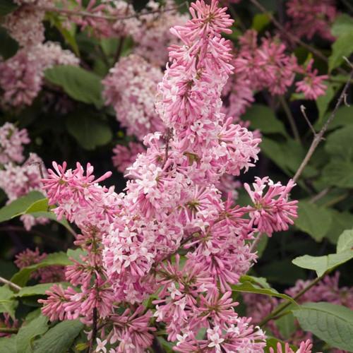 Syringa Prestoniae Miss Canada - View 4 from www redcrocus com
