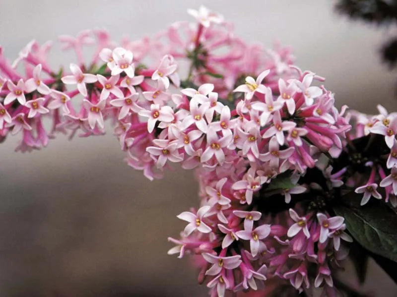 Syringa Prestoniae Miss Canada - View 4 from www redcrocus com