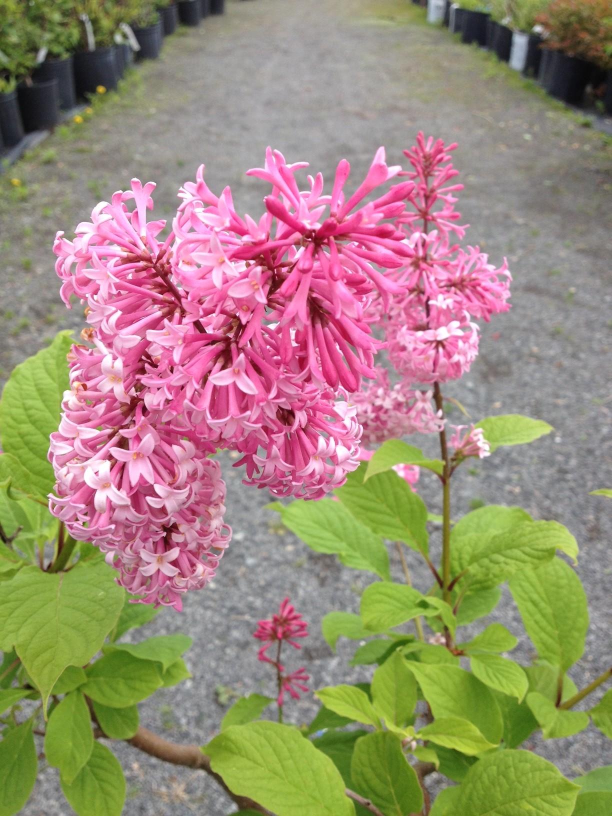 Syringa Prestoniae Miss Canada - View 5 from www redcrocus com