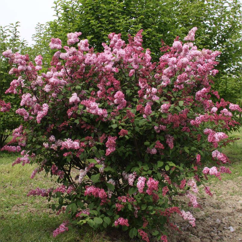 Syringa Prestoniae Miss Canada - View 7 from www redcrocus com