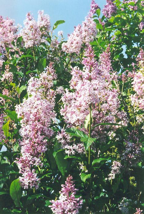 Syringa Prestoniae Miss Canada - View 8 from www redcrocus com