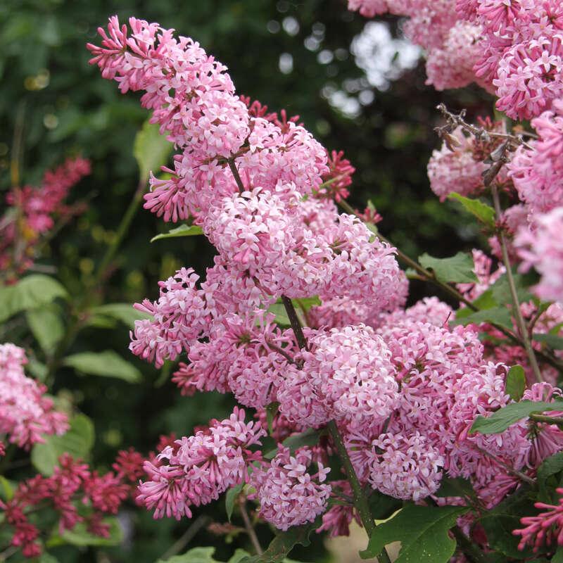 Syringa Prestoniae Miss Canada - View 9 from www redcrocus com