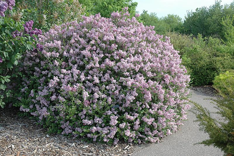 Syringa Meyeri Palibin - View 25 from www redcrocus com