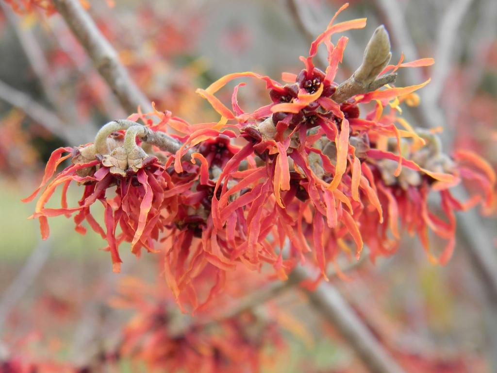 Hamamelis Intermedia Jelena - View 13 from www redcrocus com