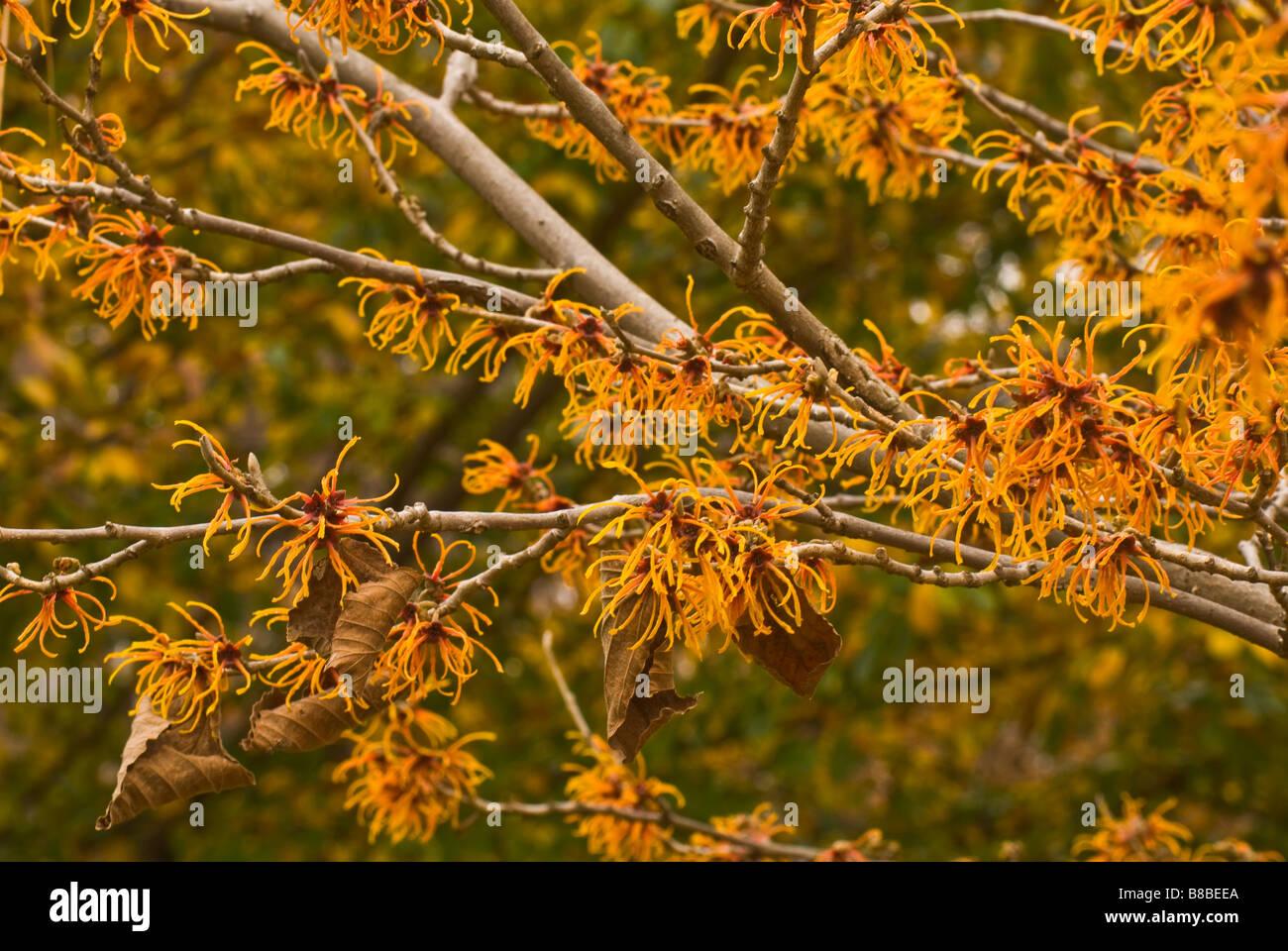 Hamamelis Intermedia Jelena - View 14 from www redcrocus com