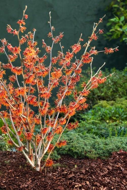 Hamamelis Intermedia Jelena - View 16 from www redcrocus com