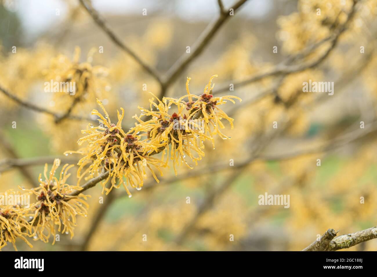 Hamamelis Intermedia Jelena - View 17 from www redcrocus com