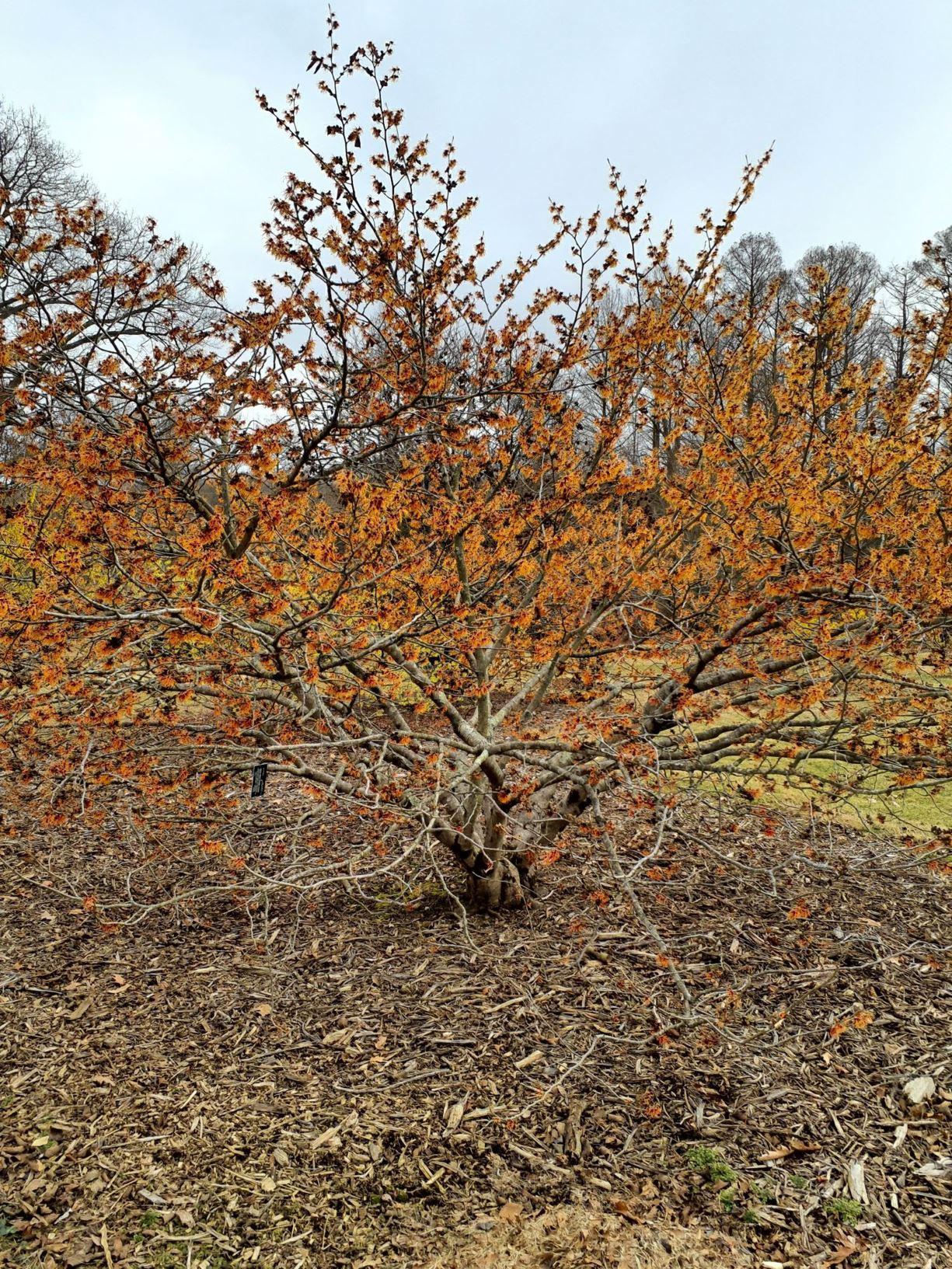 Hamamelis Intermedia Jelena - View 18 from www redcrocus com