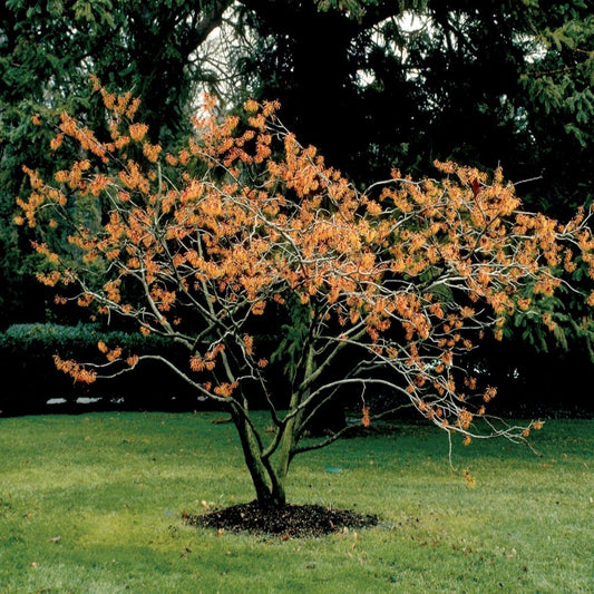Hamamelis Intermedia Jelena - View 1 from www redcrocus com