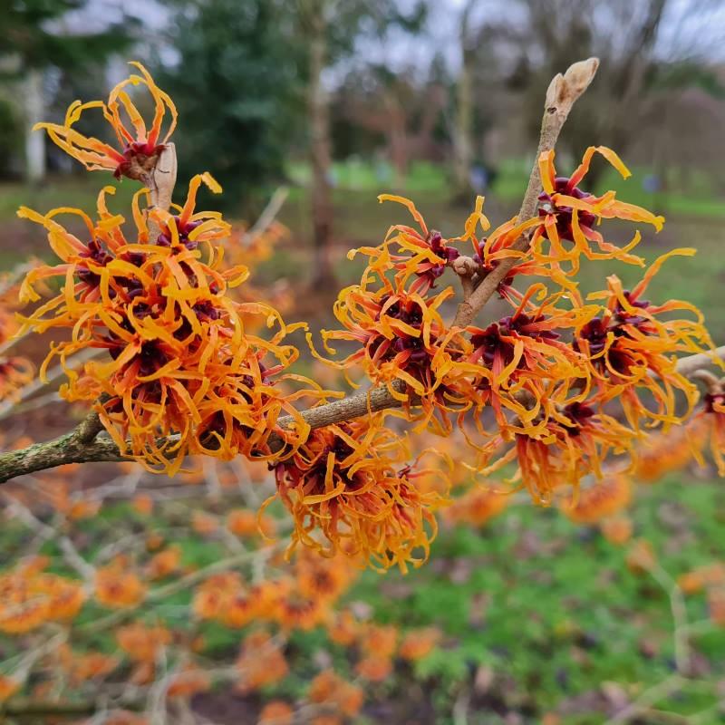 Hamamelis Intermedia Jelena - View 2 from www redcrocus com